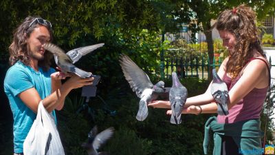 Feeding pigeons in the Company Garden in Cape Town
